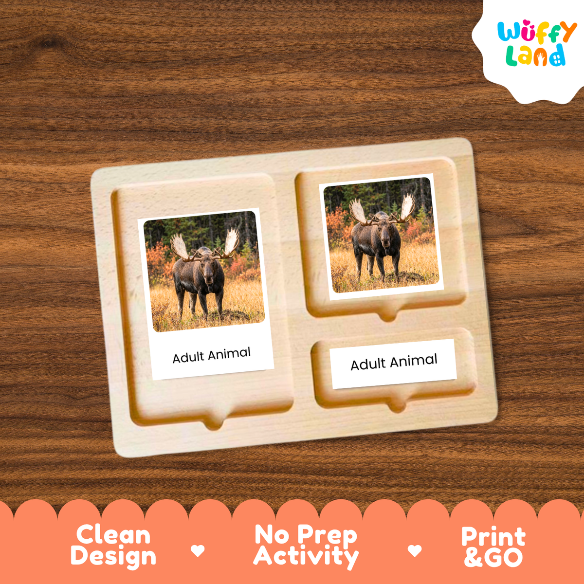 Moose Life Cycle Flashcards | 3 Part Cards Biology Activity