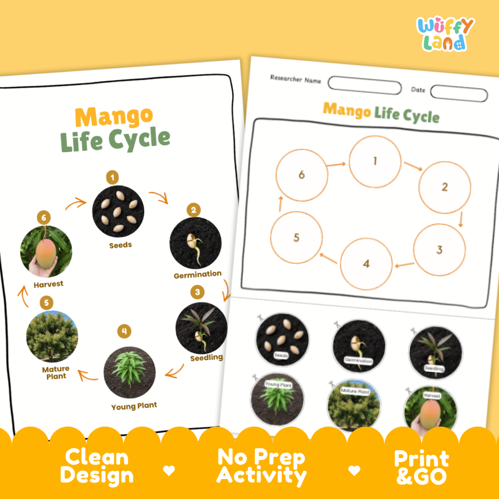 Mango Lifecycle Poster and Cut and Paste Activity Worksheets | Plant Science Printables