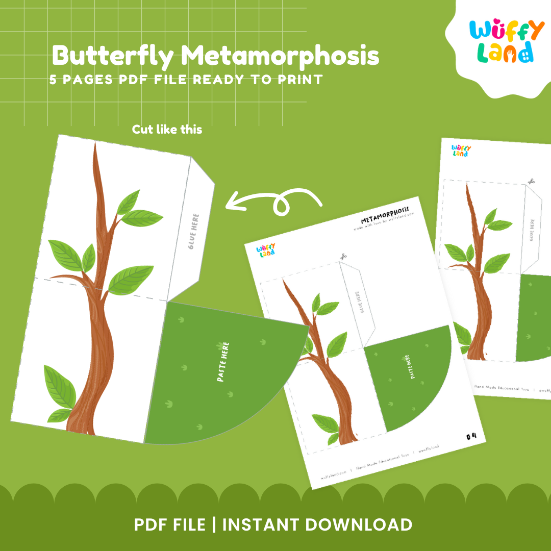 Butterfly Metamorphosis