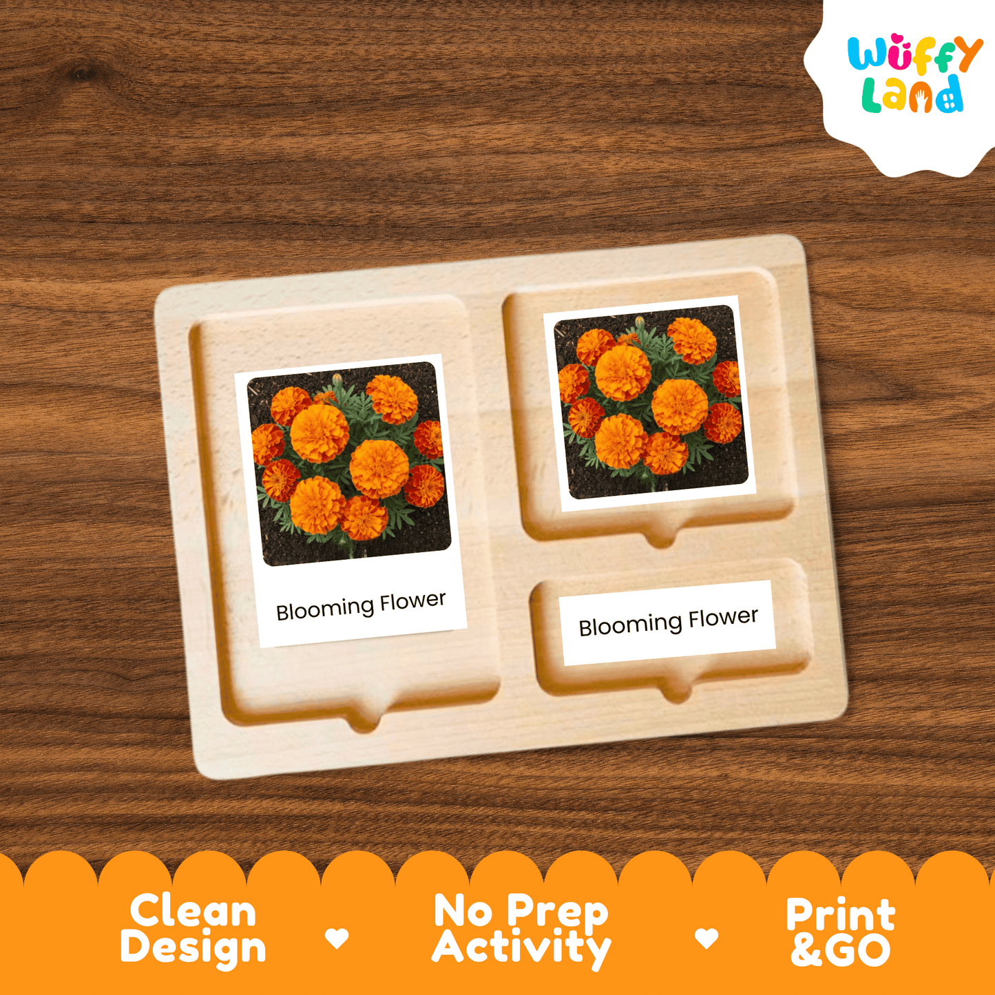 Marigold Life Cycle Montessori 3-Part Cards - Science Botany Flashcards
