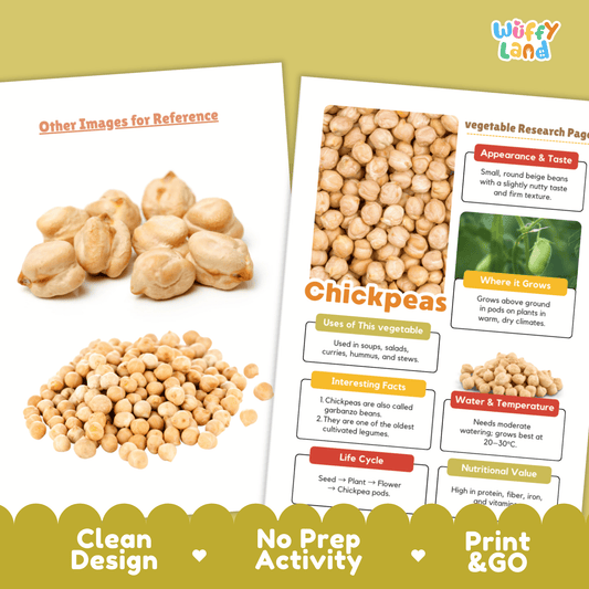 Chickpeas Vegetable Research Activity Worksheet Healthy Eating Science Legumes