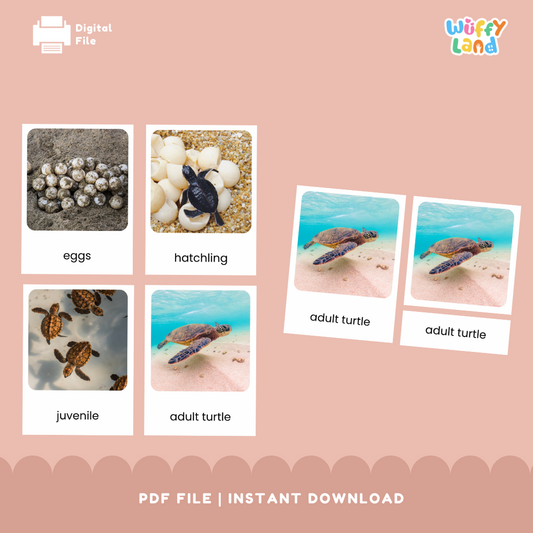 Turtle Life Cycle 3 Part Cards - Montessori Science Activity