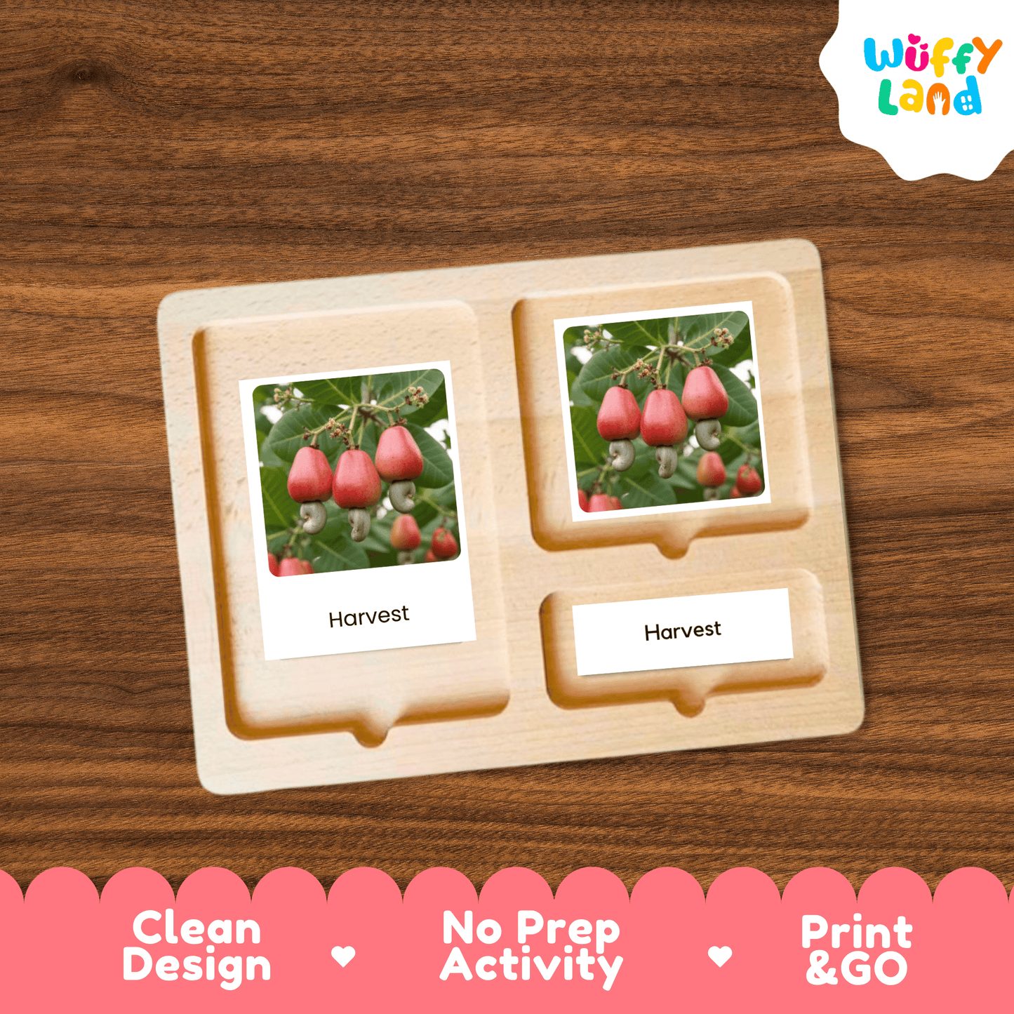 Cashew Life Cycle Montessori 3-Part Cards - Science Botany Flashcards