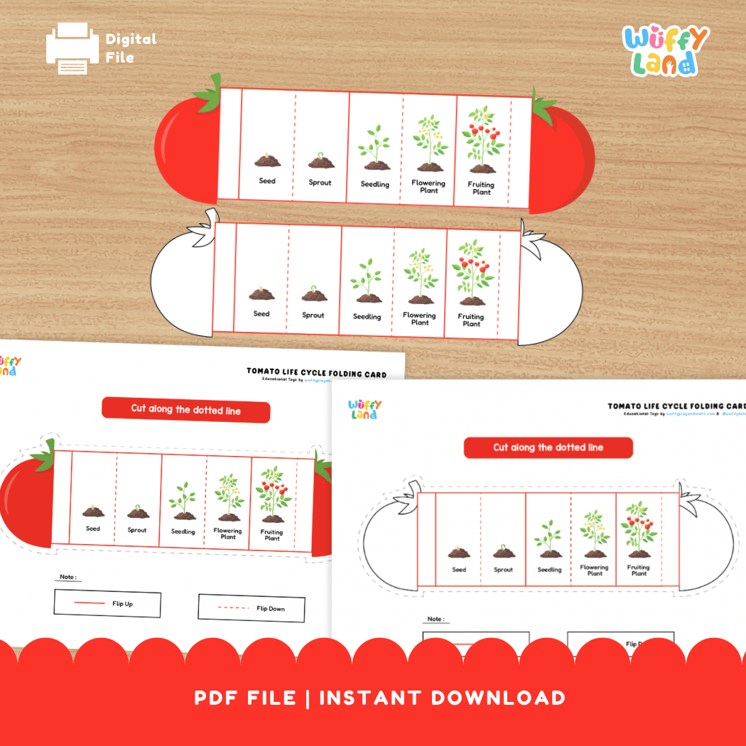 Tomato Life Cycle Folding Card Activity Plant Science Craft Printable