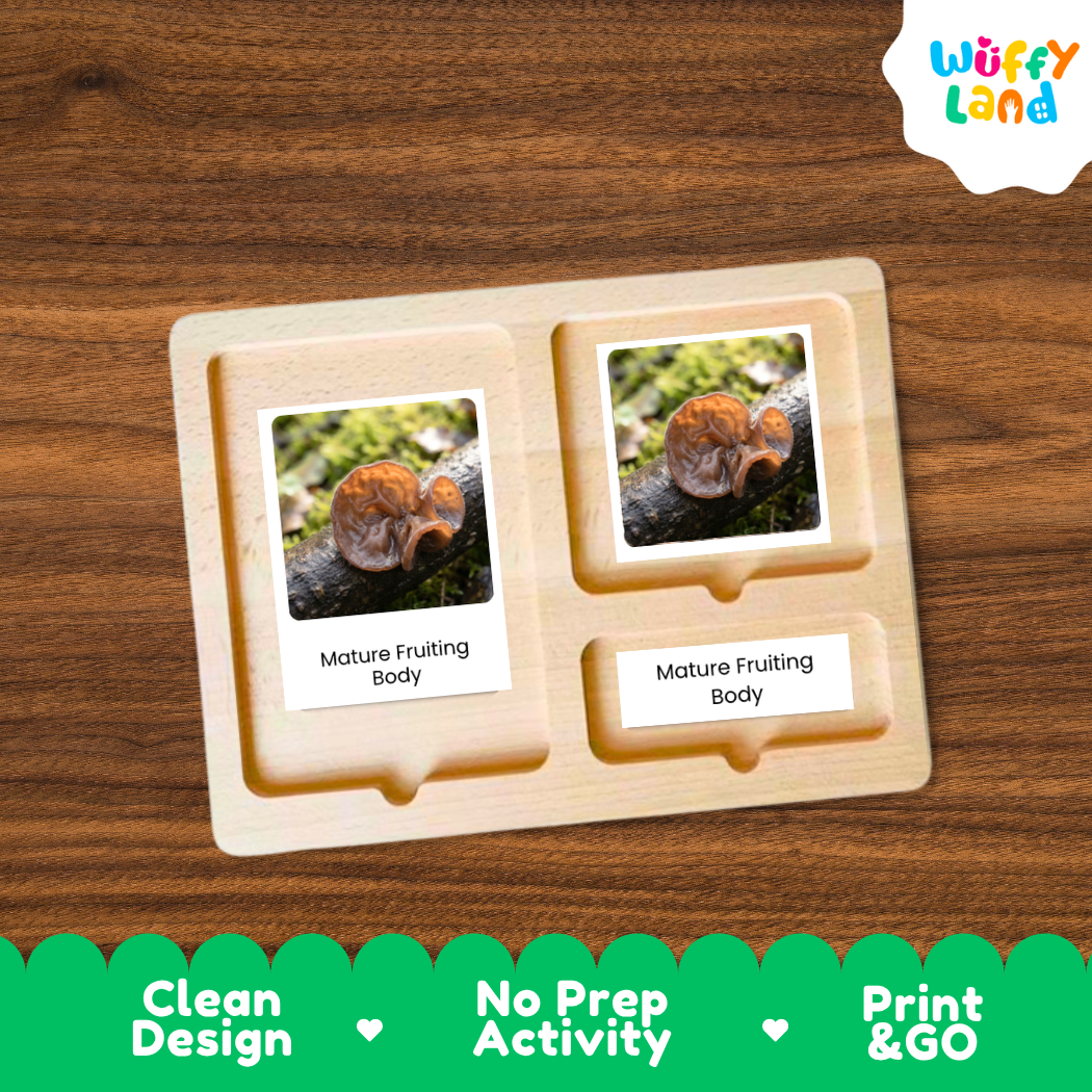 Wood Ear Mushroom Life Cycle Flashcards 3 Part Cards Montessori Science Printable