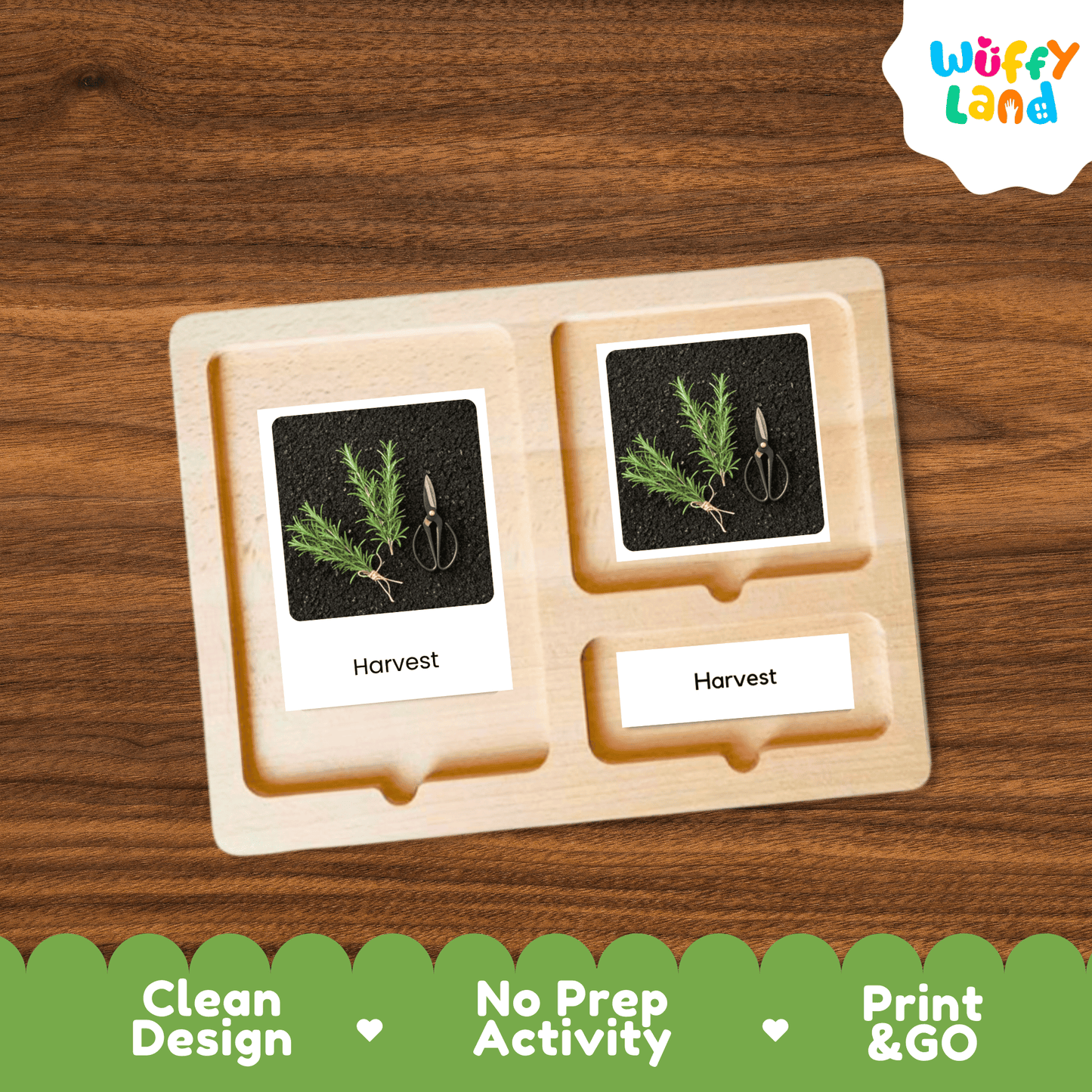 Rosemary Life Cycle Montessori 3-Part Cards - Science Botany Flashcards