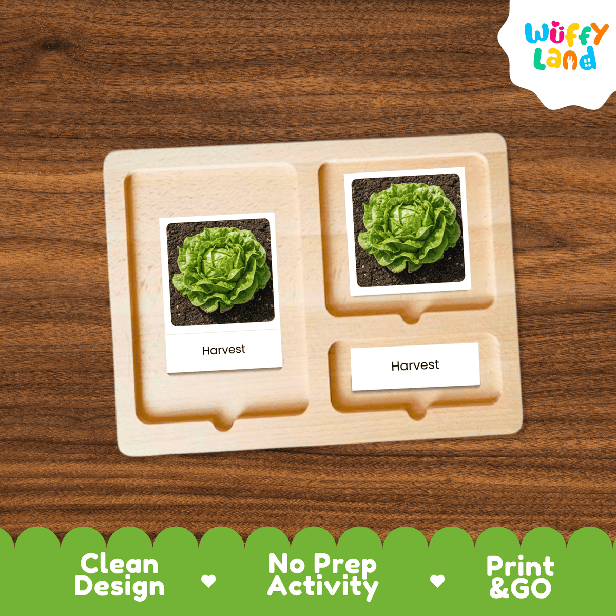 Lettuce Life Cycle Flashcards Montessori 3 Part Cards Science Activity Garden
