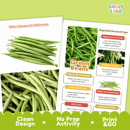 Green Beans Vegetable Research Activity Worksheet Science String Beans Gardening