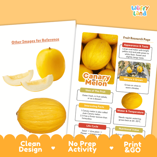 Canary Melon Science Activity | Fruit Research Project | Healthy Eating | Summer