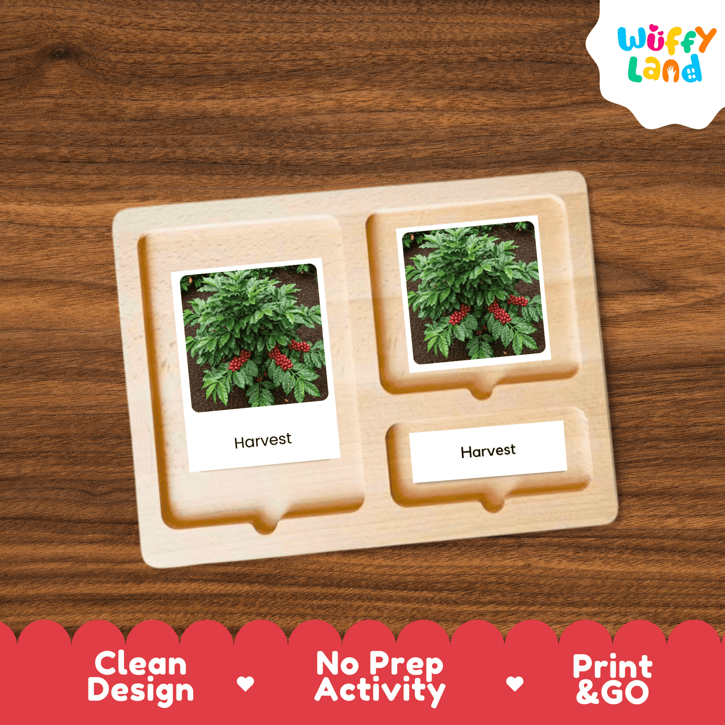 Coffee Life Cycle Montessori 3-Part Cards - Science Botany Flashcards