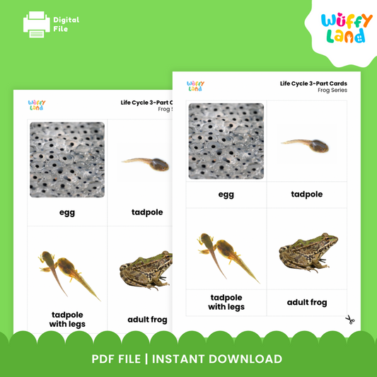Frog Life Cycle 3 Part Cards - Montessori Science Activity