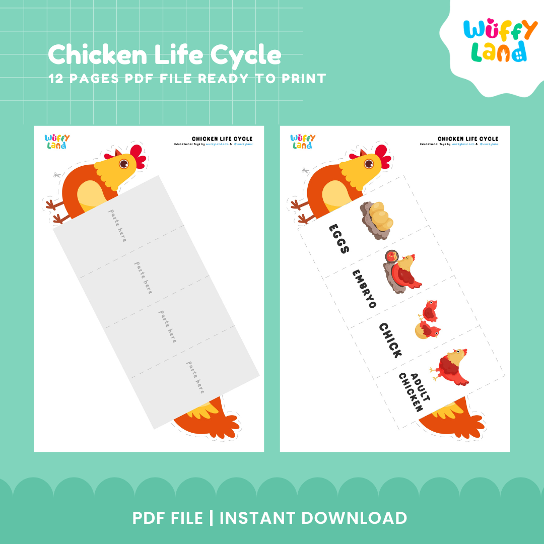 Chicken Life Cycle Printable - Educational Activity for Kids