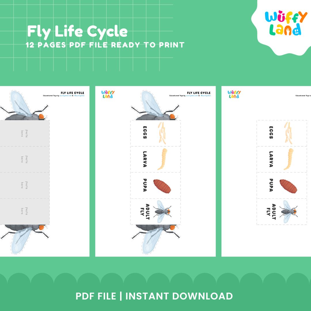 Fly Life Cycle Printable - Educational Science Activity for Kids - Montessori Inspired Learning