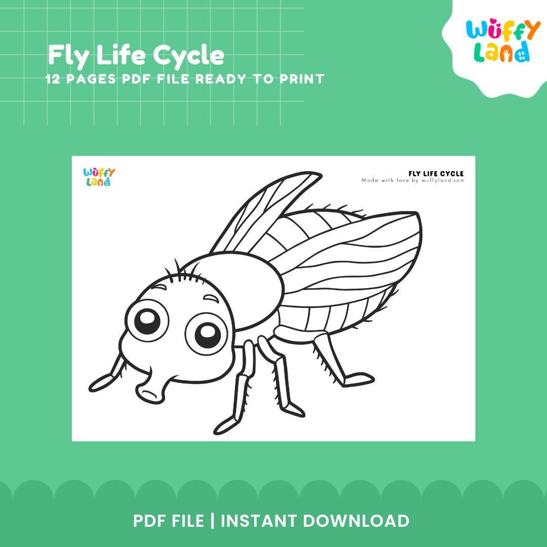 Fly Life Cycle Printable - Educational Science Activity for Kids - Montessori Inspired Learning