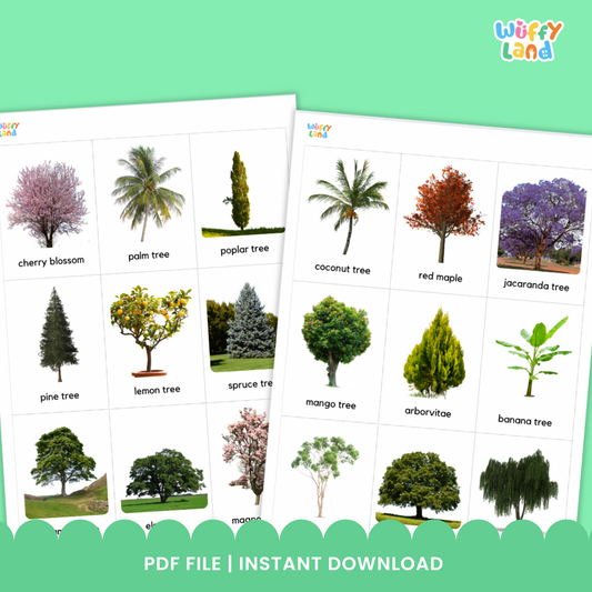 Kind fo Trees Flashcards for Preschoolers Science Word recognition