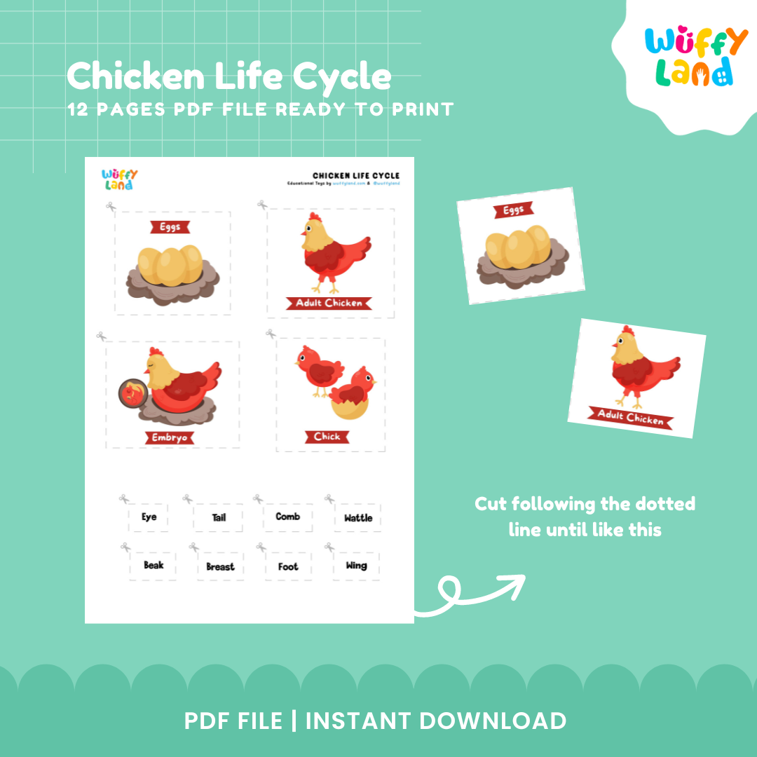 Chicken Life Cycle Printable - Educational Activity for Kids