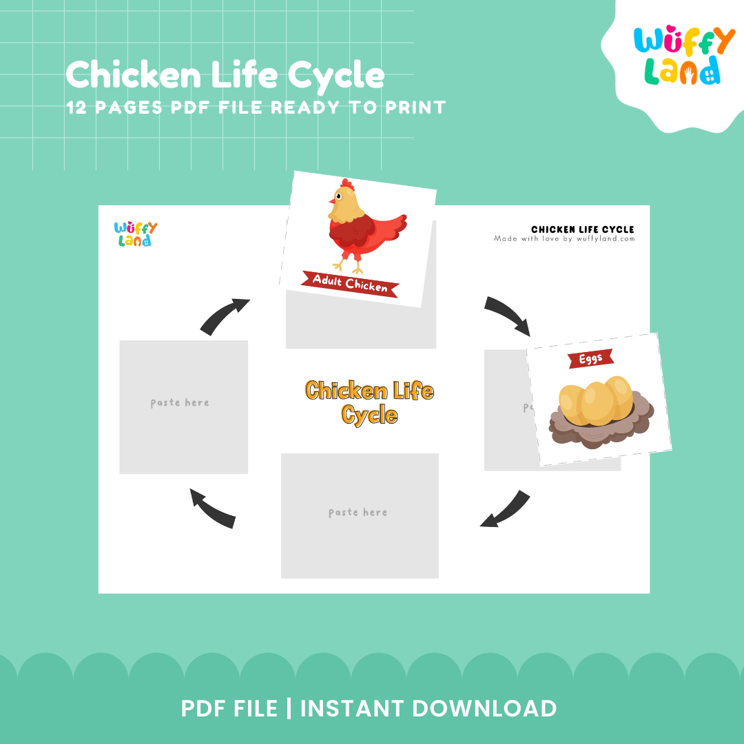 Chicken Life Cycle Printable - Educational Activity for Kids