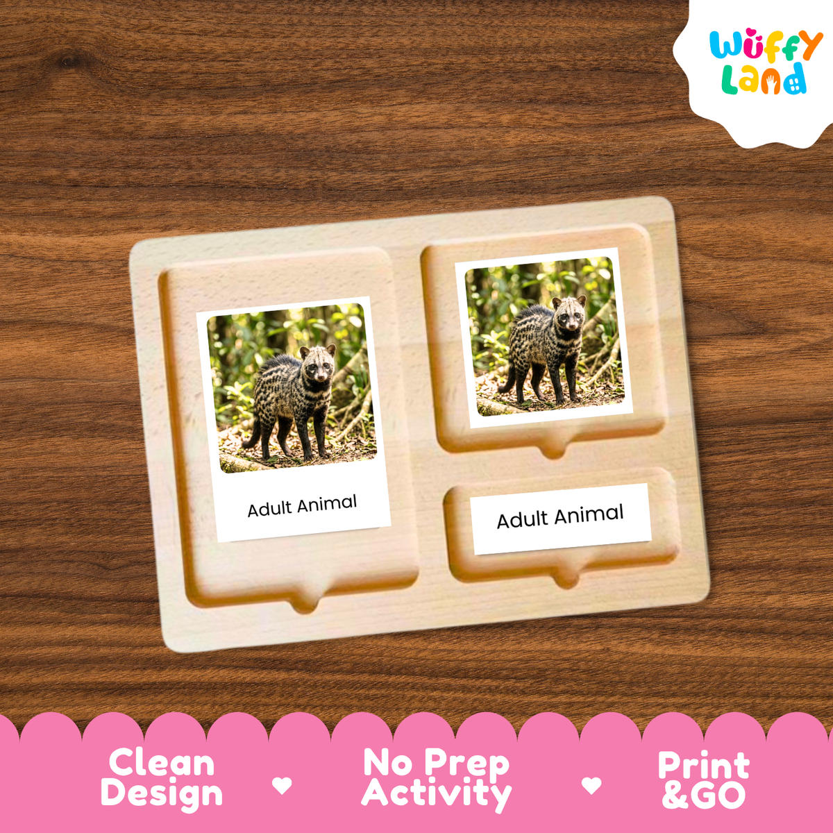 African Civet Life Cycle Flashcards | Montessori 3 Part Cards Mammal Activity