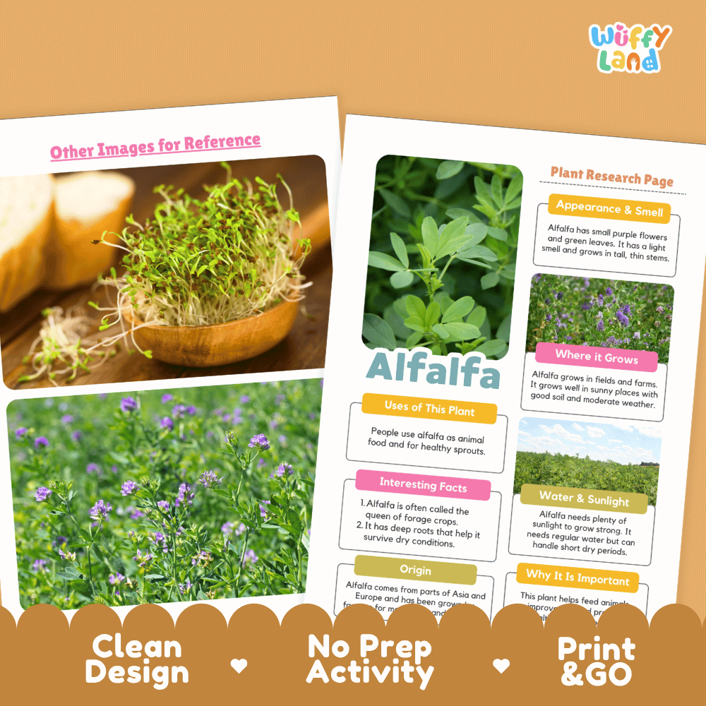 Alfalfa Plant Research Page Worksheets and Information Poster