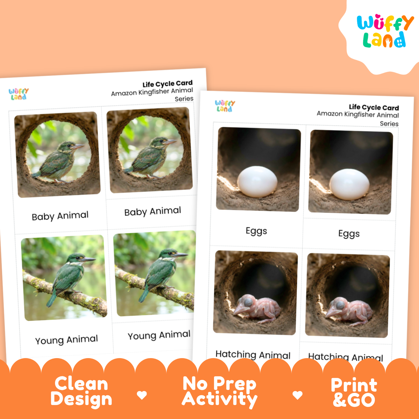 Two printed activity cards for a life cycle animal activity sheet, shown on a peach background. The cards feature labeled photos of an Amazon kingfisher in different life stages: baby animal, eggs, young animal, and hatching animal.