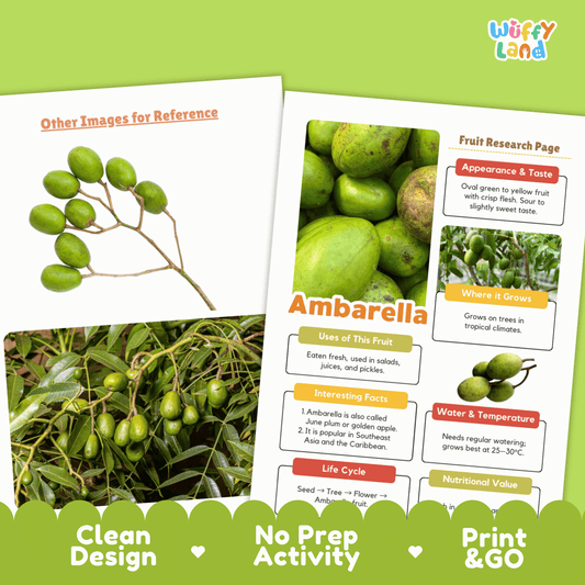 Ambarella Fruit Research Project | June Plum Science | Tropical Food Study