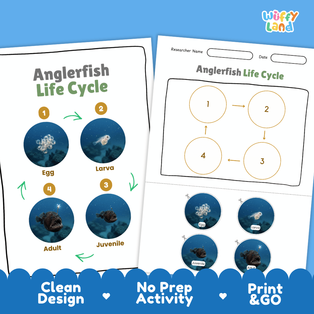 Anglerfish Life Cycle Poster and Cut and Paste Activity Worksheet