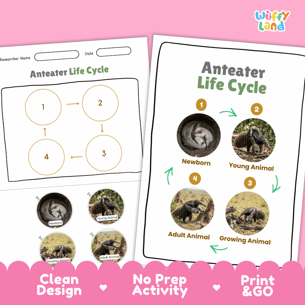 Anteater Life Cycle Poster and Cut and Paste Activity Worksheets