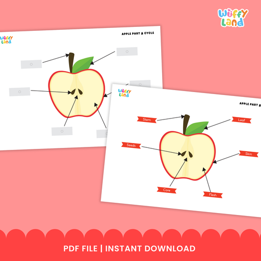 Illustrated apple-themed educational worksheets showing the parts of an apple and the apple life cycle. Includes diagrams of apple seeds, germination, sprout, sapling, mature tree, blossoming tree, and fruit-bearing tree, as well as labeled apple parts such as leaf, stem, skin, seeds, core, and flesh