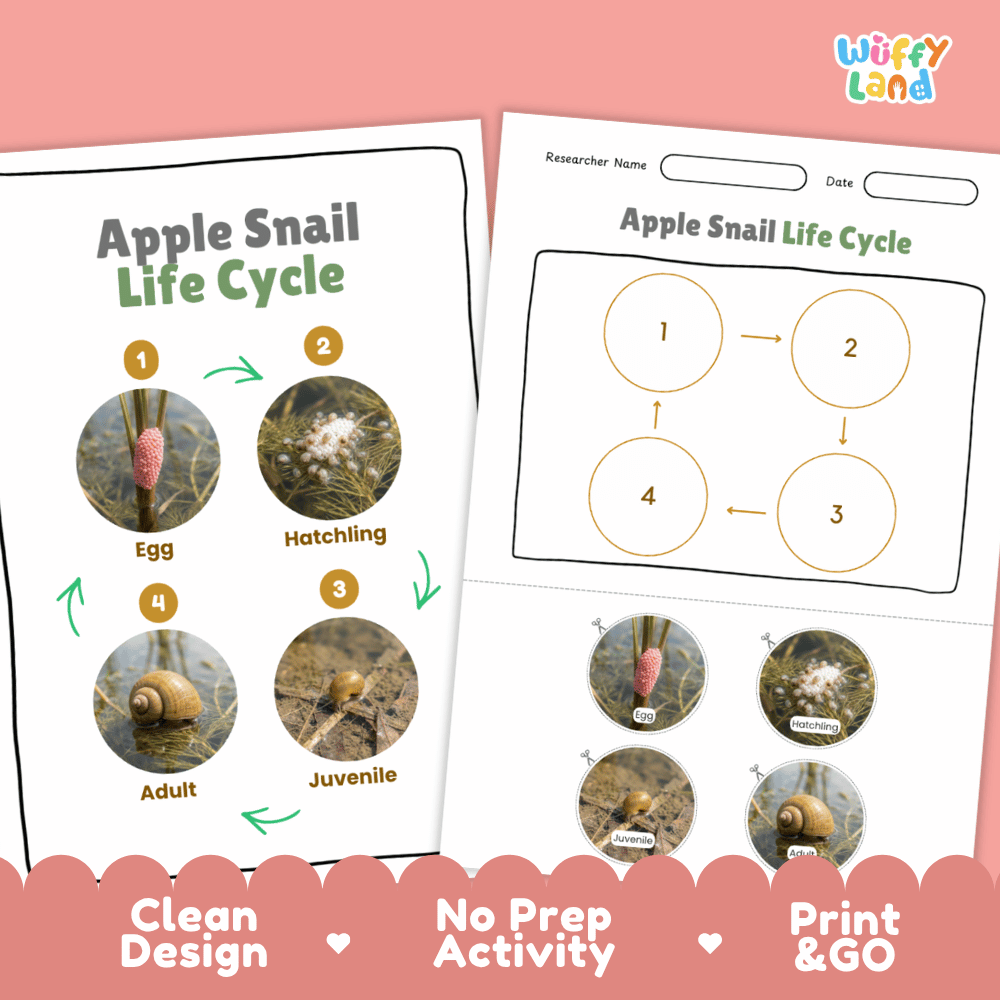 Apple Snail Life Cycle Poster and Cut and Paste Activity Worksheets