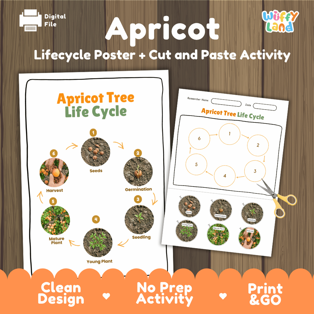 Printable apricot tree 6-stage life cycle cut and paste worksheet with real photographs of seeds, germination, seedling, young plant, mature plant, and harvest ✂️🔄
