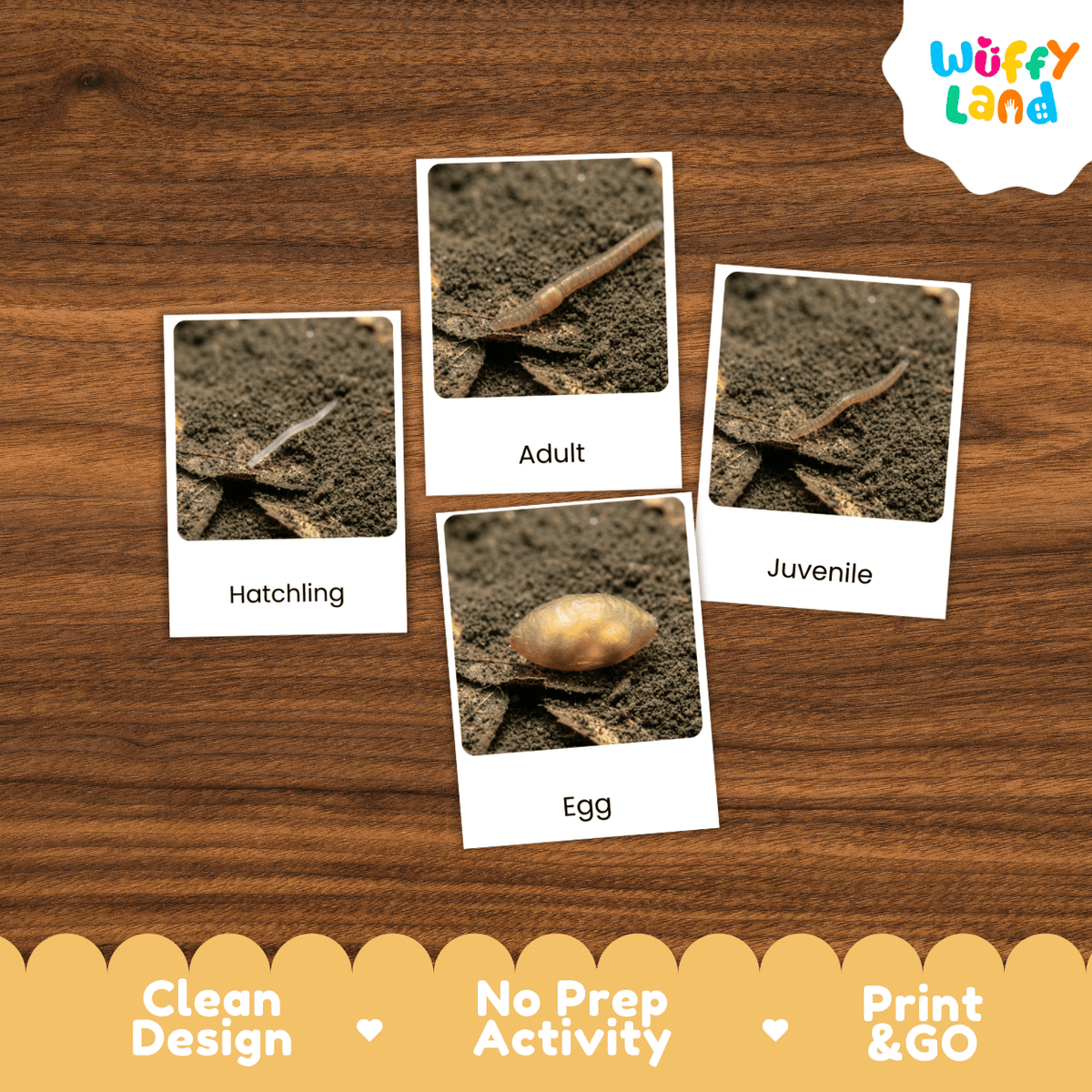Four labeled activity cards showing a small creature in soil, labeled Hatchling, Adult, Juvenile, and Egg, arranged on a wood background. The Wuffy Land logo appears in the top right, and a banner at the bottom reads Clean Design, No Prep Activity, and Print & GO.