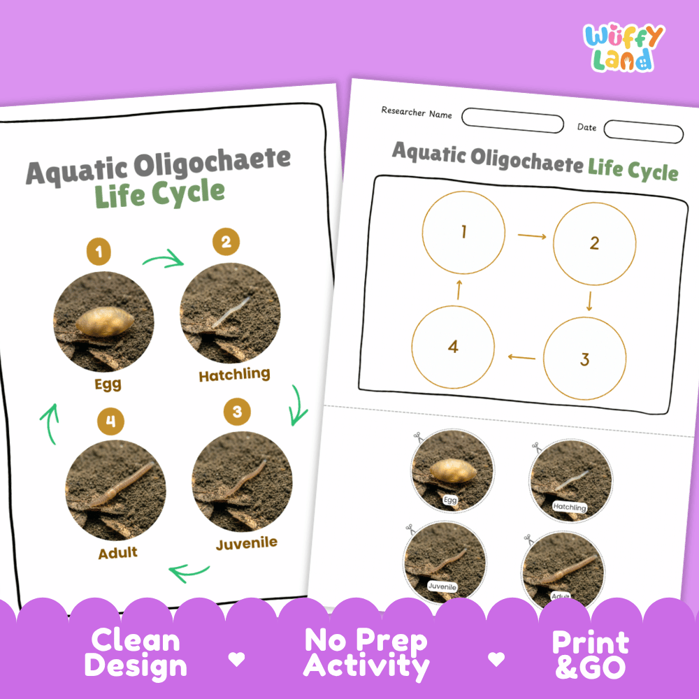 Aquatic Oligochaete Life Cycle Poster and Cut and Paste Activity Worksheets