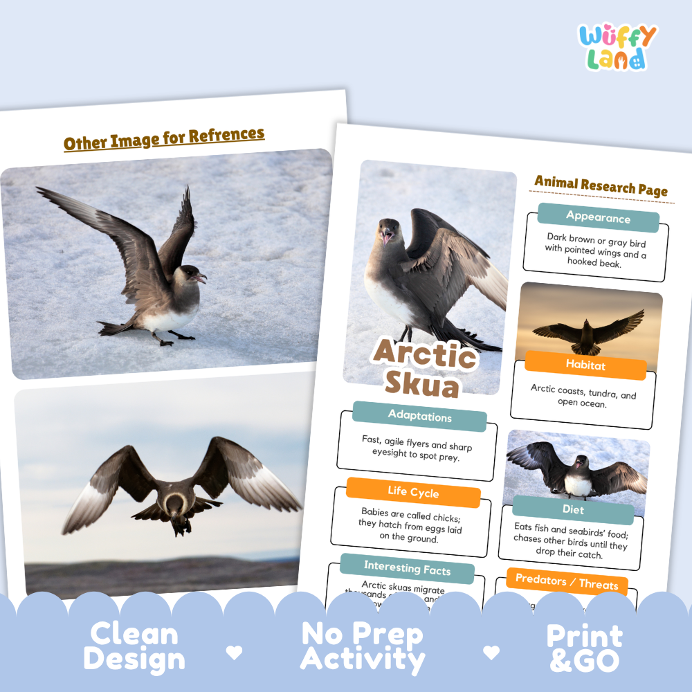 Two printed educational activity sheets for learning about an Arctic skua, shown on a light blue background. The left sheet has two reference photos of the bird in flight and on snow.