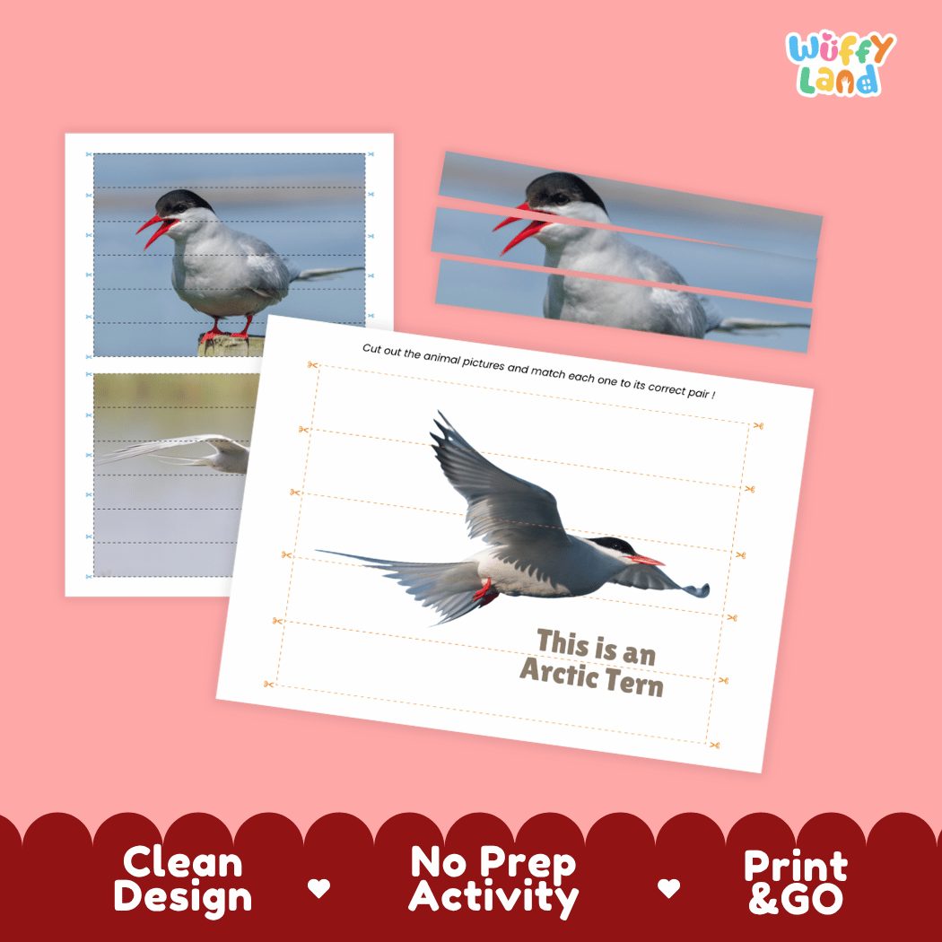 Arctic Tern Cut and Match Activity Worksheets