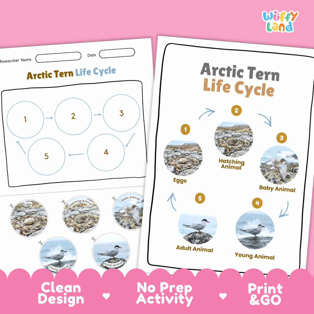 Arctic Tern Life Cycle Poster and Cut and Paste Worksheet Activity