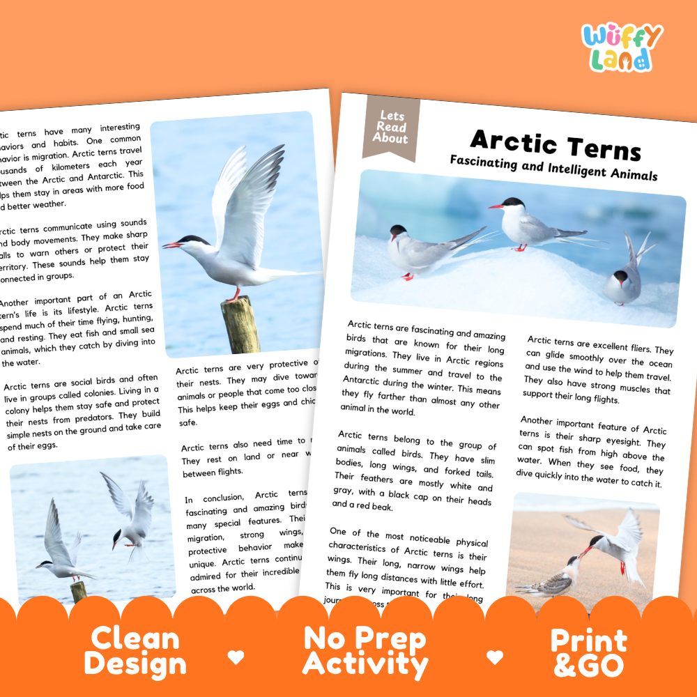 Two printed activity sheets about Arctic Terns shown on a white background with an orange banner at the bottom. The sheets contain text, illustrations, and a small bird photo, and the top right corner shows the brand name 'wifly land'.