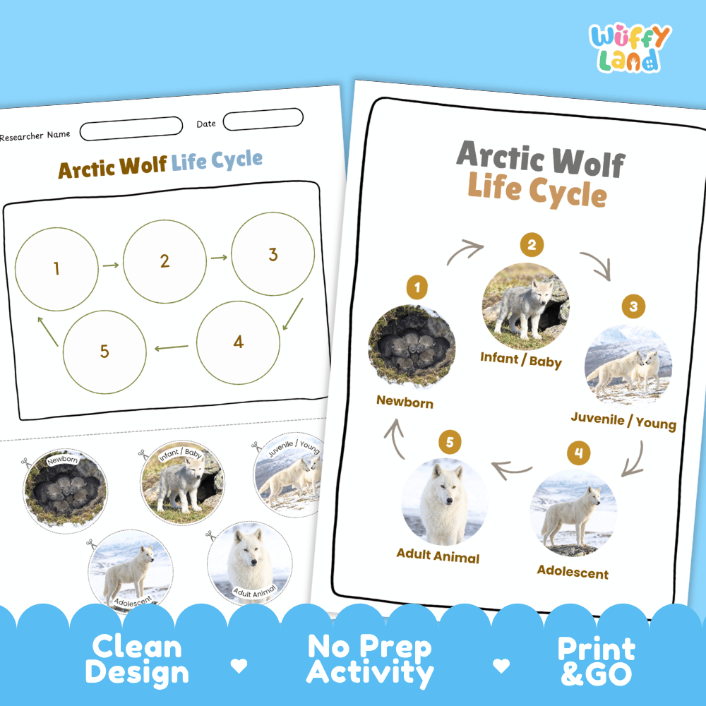 Arctic Wolf Life Cycle Poster and Cut and Paste Worksheet Activity