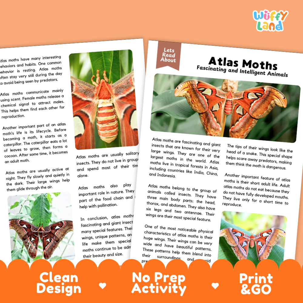 An educational activity sheet about atlas moths from the brand 'Wiffly Land', featuring two green-bordered pages with text, diagrams, and small photos of moths, set against a white background with an orange banner at the bottom.