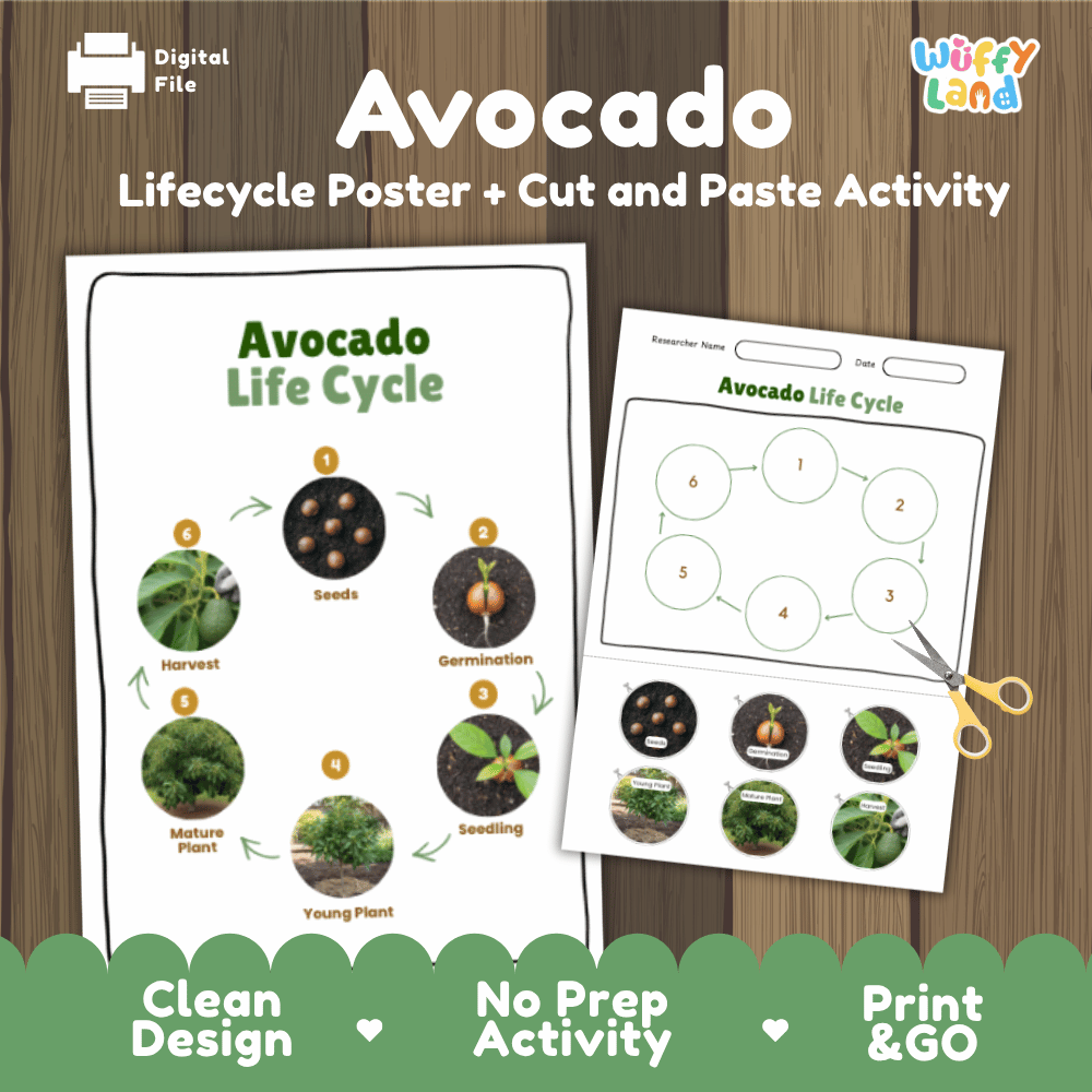 Printable avocado tree 6-stage life cycle cut and paste worksheet with real photographs of seeds, germination, seedling, young plant, mature plant, and harvest ✂️🔄