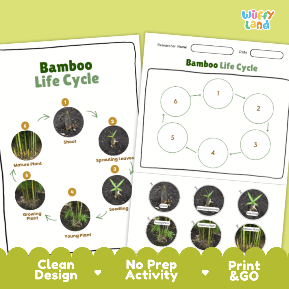 Bamboo Lifecycle Poster and Cut and Paste Activity Worksheets | Plant Science Printables