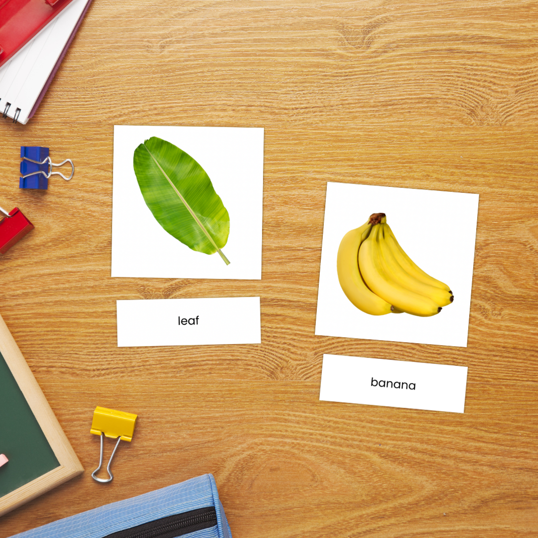 Banana anatomy flashcard set featuring realistic images of banana parts such as the whole banana, leaf, seeds, and flesh. Includes three part cards with matching labels and control cards for Montessori learning activities. Designed to help children identify and learn the different parts of a banana through hands-on matching and vocabulary practice.