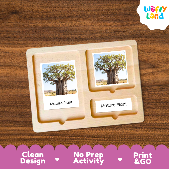 Baobab Tree Life Cycle Flashcards | 3 Part Cards Montessori Science Activity