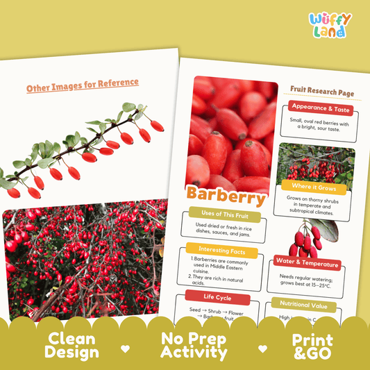 Barberry Fruit Research Project | Exotic Fruits | Middle Eastern Food Science