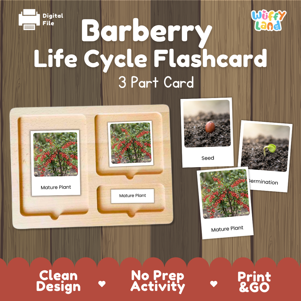 Montessori three-part cards featuring real photographs of barberry shrub growth stages including mature plant, young plant, and germination 🗂️🏷️