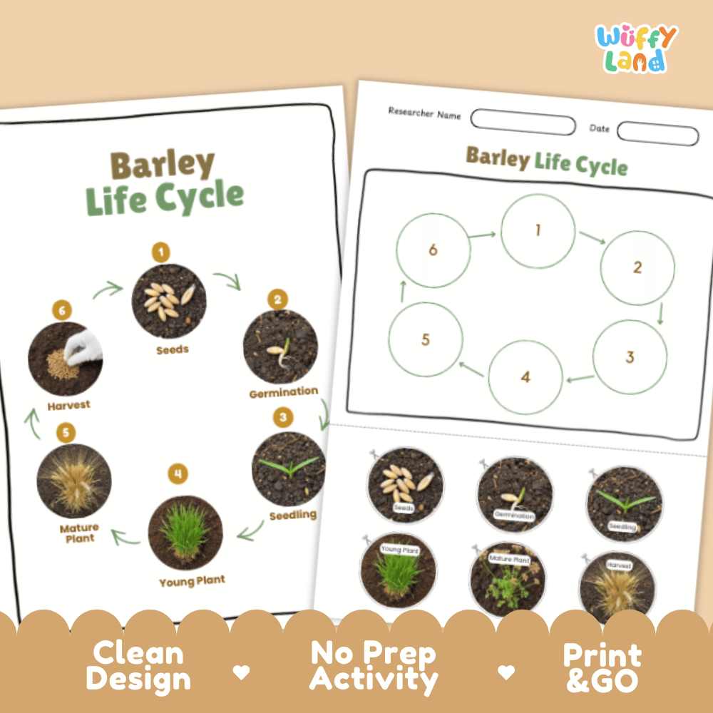 Barley Lifecycle Poster and Cut and Paste Activity Worksheets | Plant Science Printables