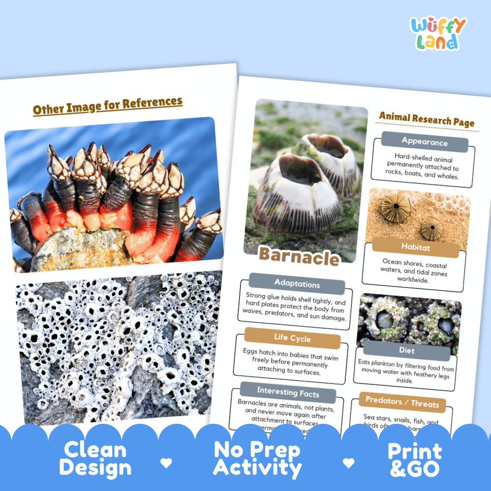 Barnacle Animal Research Page and Worksheets