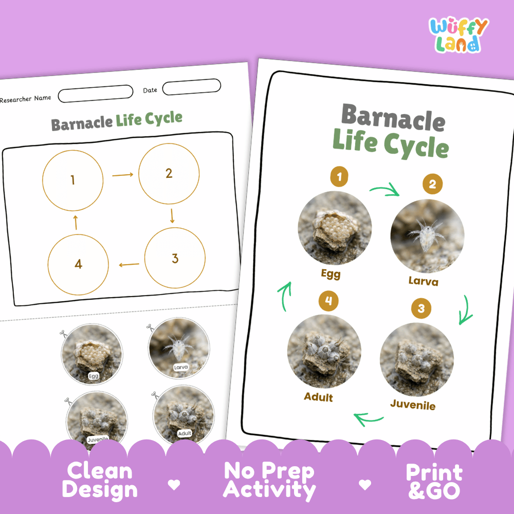 Barnacle Life Cycle Poster and Cut and Paste Activity Worksheets