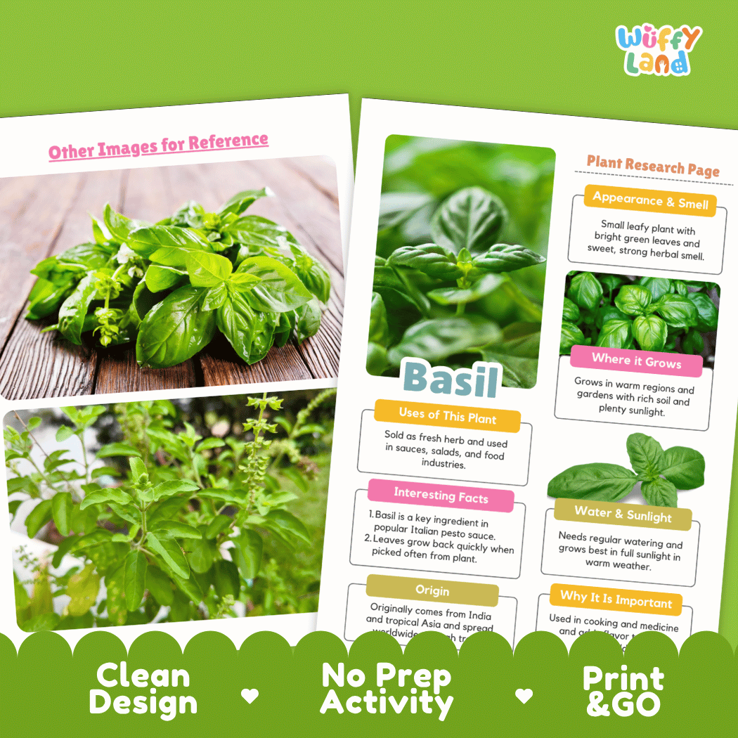 Basil Plant Research Page Worksheets and Fact Sheet