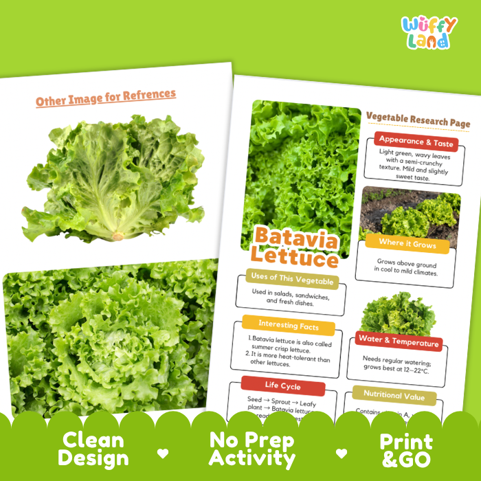 Batavia Lettuce Vegetable Research Project Worksheets and Fact Sheet