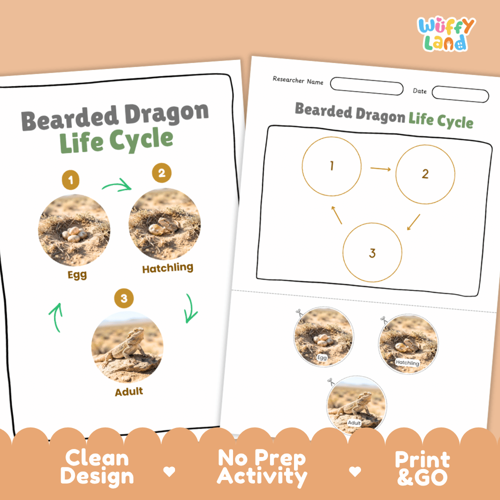 Bearded Dragon Life Cycle Poster and Cut and Paste Activity Worksheets